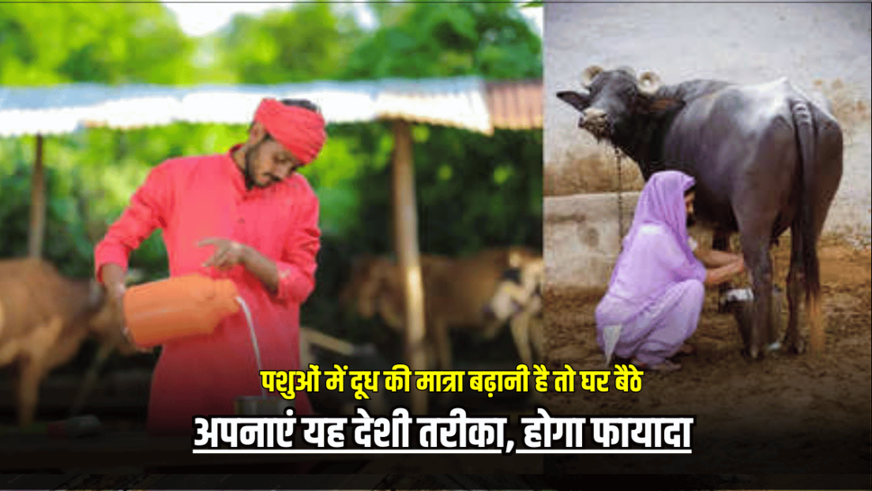 पशुओं में दूध की मात्रा बढ़ानी है तो घर बैठे अपनाएं यह देशी तरीका, होगा फायादा