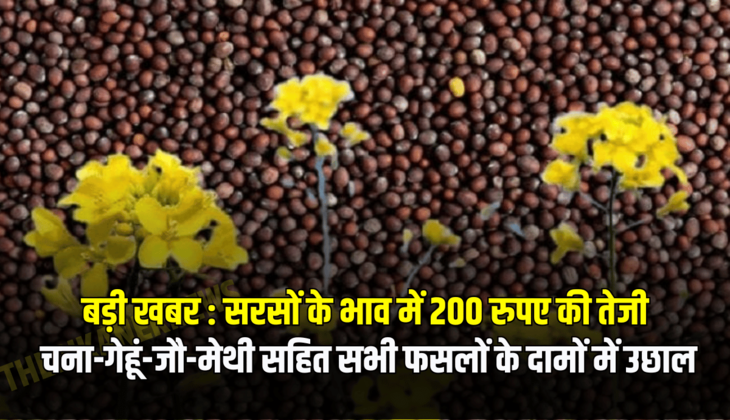 बड़ी खबर :  सरसों के भाव में 200 रुपए की तेजी, चना-गेहूं-जौ-मेथी सहित सभी फसलों के दामों में उछाल!.......