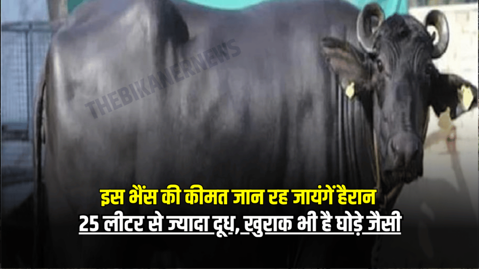 Haryana News : हरियाणा में इस भैंस की कीमत जान रह जायंगें हैरान, 25 लीटर से ज्यादा दूध, खुराक भी है घोड़े जैसी