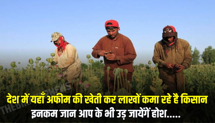 Opium Farming: देश में यहाँ अफीम की खेती कर लाखों कमा रहे है किसान, इनकम जान आप के भी उड़ जायेंगें होश.....