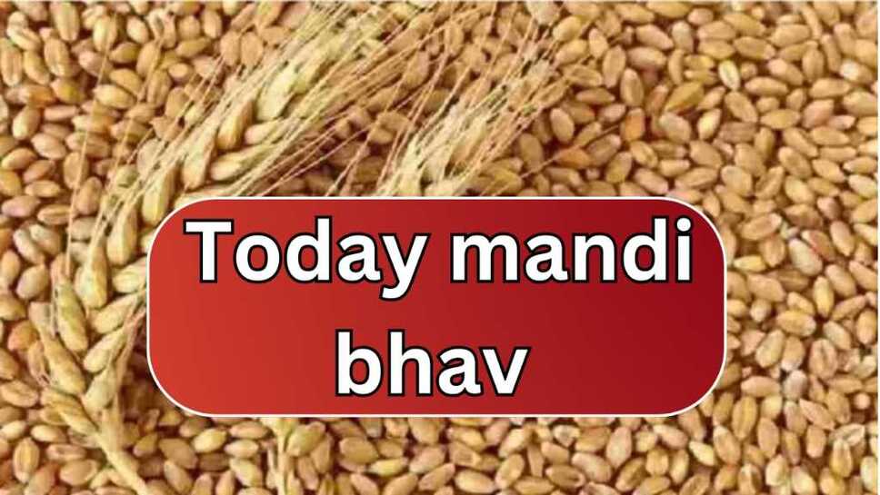 Mandi Bhav Today: गेहूं और धान में दिखी गिरावट, सरसों में भारी उछाल, जानें 28 मार्च का मंडी भाव