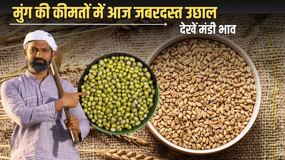 Mandi Bhav 4 july 2025: मुंग की कीमतों में आज जबरदस्त उछाल, देखें गेहूं सरसों समेत बाकि फसलों के मंडी भाव 
