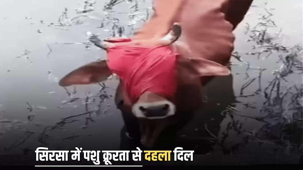 Haryana News, Animal cruelty in Sirsa, cow pushed into drain