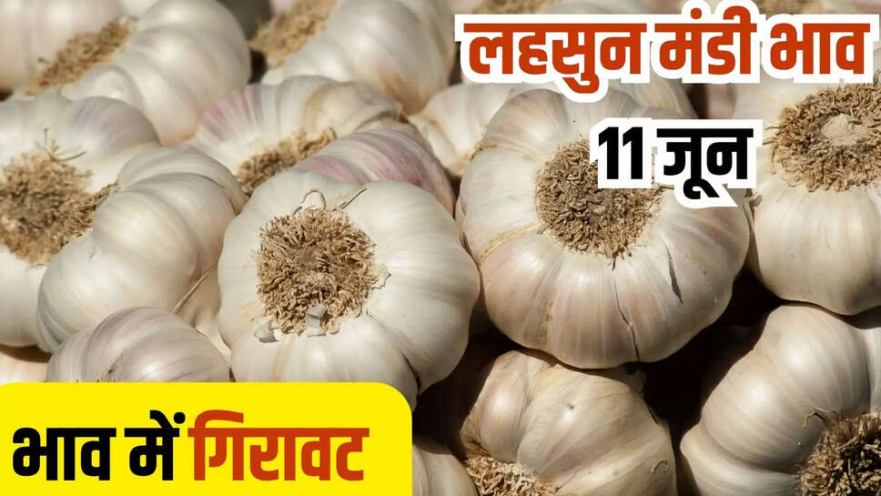 lahsun mandi bhav today 11 june
