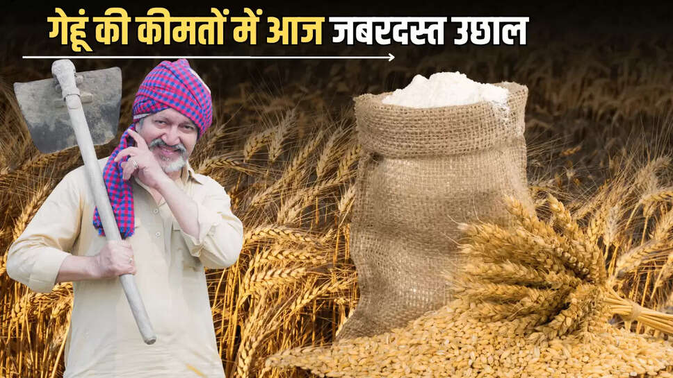 Wheat Price Hike : गेहूं की कीमतों में आज जबरदस्त उछाल, जाने अब 1 क्विंटल गेहूं के नए रेट 