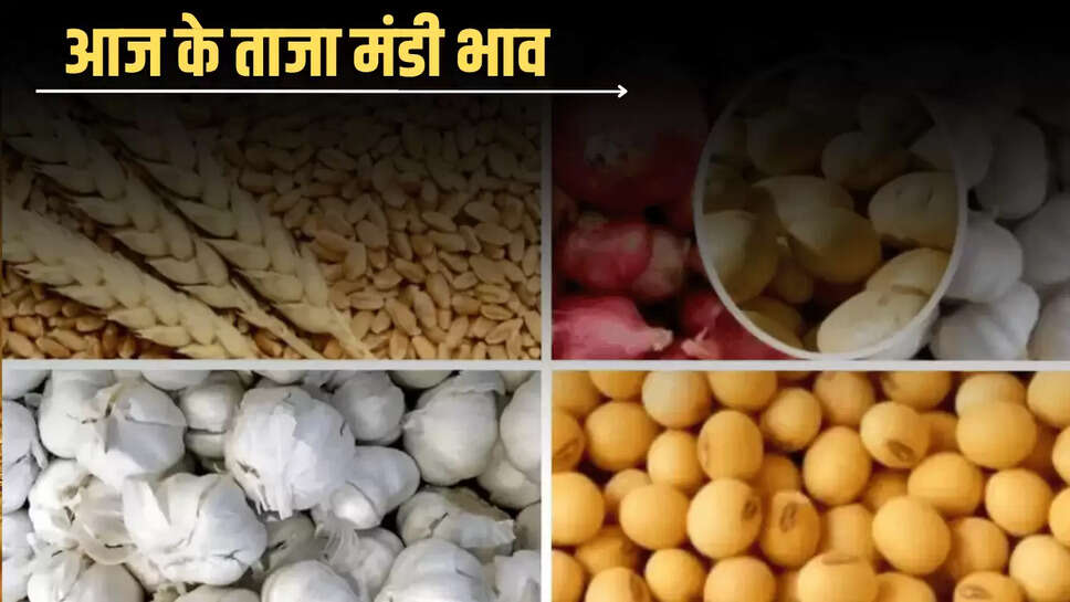 Today mandi bhav : गेहूं, सरसों, समेत इन फसलों के भाव में दिखी तेजी, जानें आज के ताजा मंडी भाव 