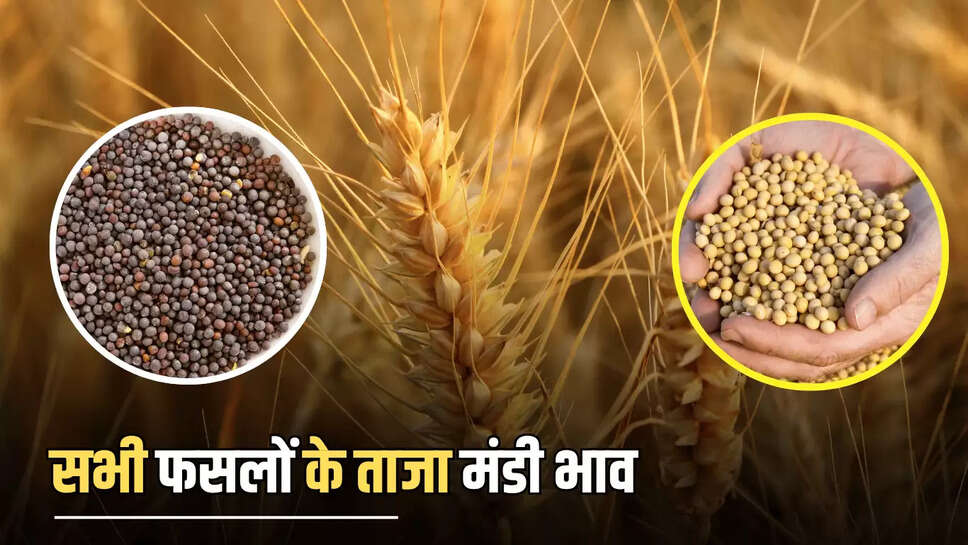  सरसों और सोयाबीन की कीमतों में रिकॉर्ड उछाल, देखें आज सभी फसलों के ताजा Mandi Bhav