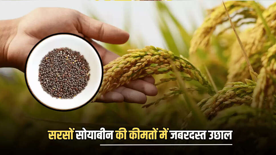 Agro Commodity, Bhamashah Mandi Kota, bullion market, edible oils stable, Garlic Price down, gold silver price, kota mandi bhav, kota mandi news, Kota news, Paddy Price up