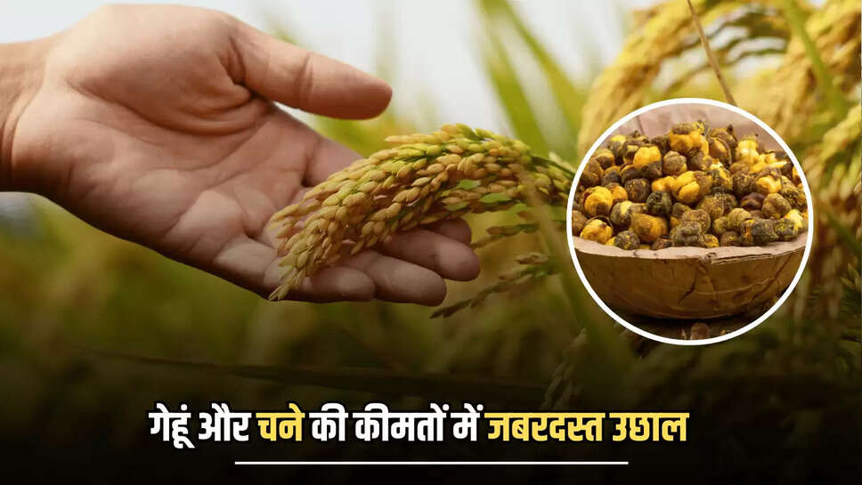  Agro Commodity, Bhamashah Mandi Kota, bullion market, edible oils stable, Garlic Price down