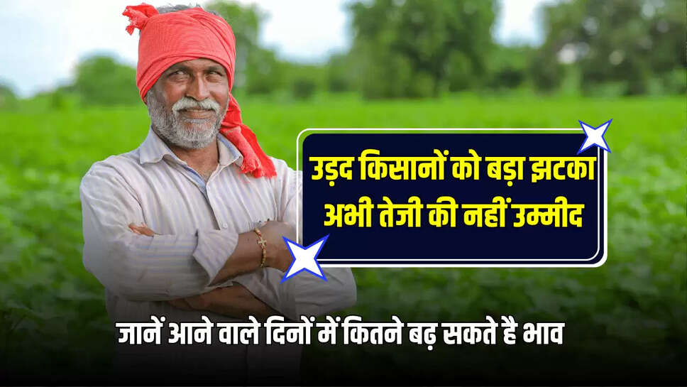 उड़द किसानों को बड़ा झटका, अभी तेजी की नहीं उम्मीद, जानें आने वाले दिनों में कितने बढ़ सकते है भाव 