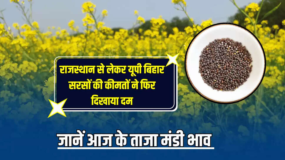 Sarson Mandi Bhav Today 16 June: राजस्थान से लेकर यूपी बिहार , सरसों की कीमतों ने फिर दिखाया दम, जानें आज के ताजा मंडी भाव 