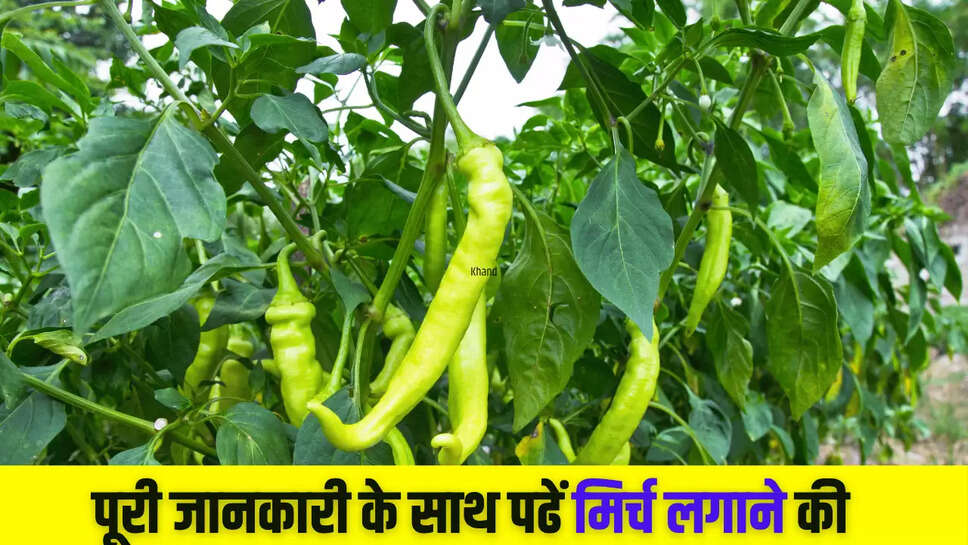 CHILLI PLANTATION