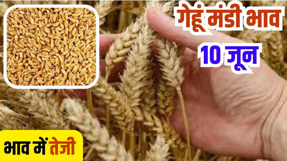 gehun mandi bhav today 10 june