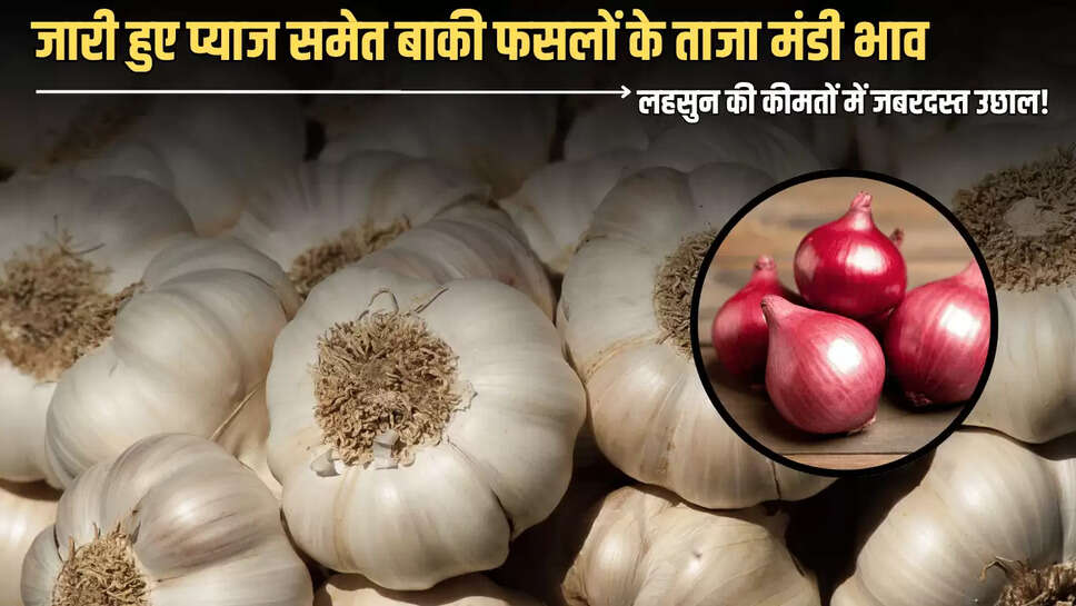Mandi Bhav : लहसुन की कीमतों में जबरदस्त उछाल! जारी हुए प्याज समेत बाकी फसलों के ताजा मंडी भाव 