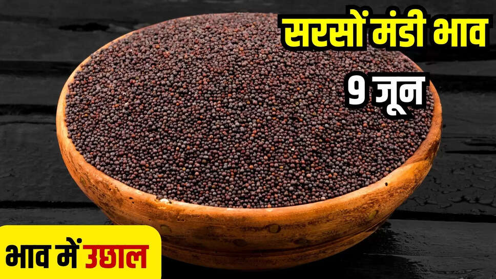 sarson mandi bhav today 9 june