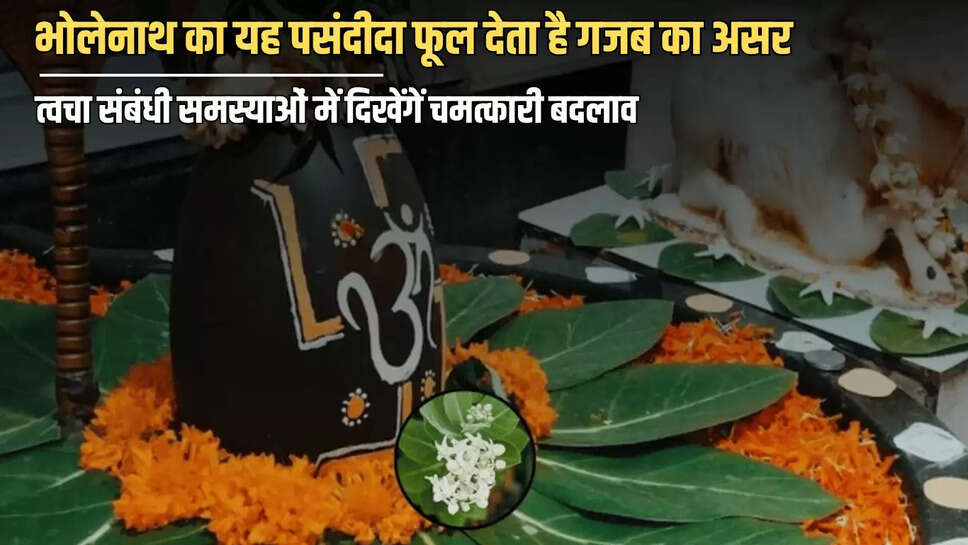 "Sawan 2025,sawan,Aak plant,lifestyle,Benefits of Aak plant,benefits of Aak leaf,benefits of Aak milk,benefits of Aak flower,medicinal properties of Aak plant,in which diseases is Aak effective,how to use Aak,