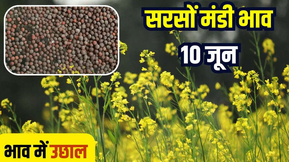 sarson mandi bhav today 10 june