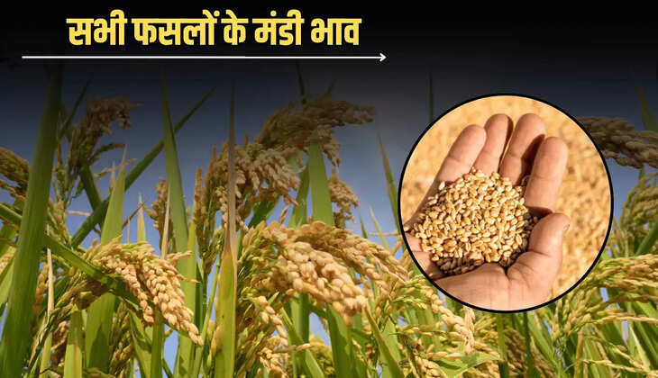 Mandi Bhav : कमजोर मांग के चलते धाड़ाम हुई सोयाबीन तेल की कीमतें, जानें आपके शहर में सभी फसलों के मंडी भाव 