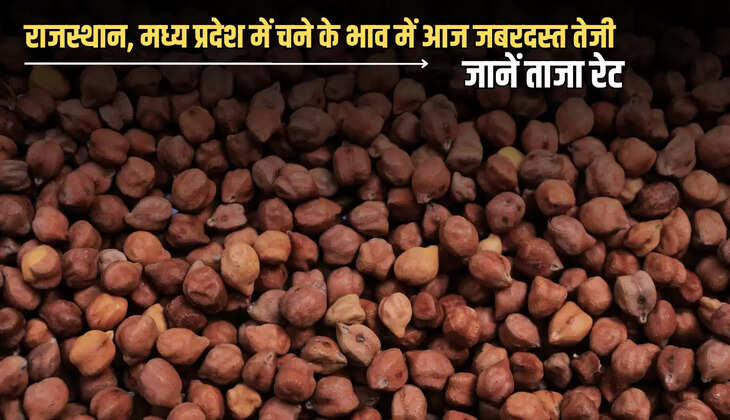  राजस्थान, मध्य प्रदेश में चने के भाव में आज जबरदस्त तेजी, जानें ताजा रेट 