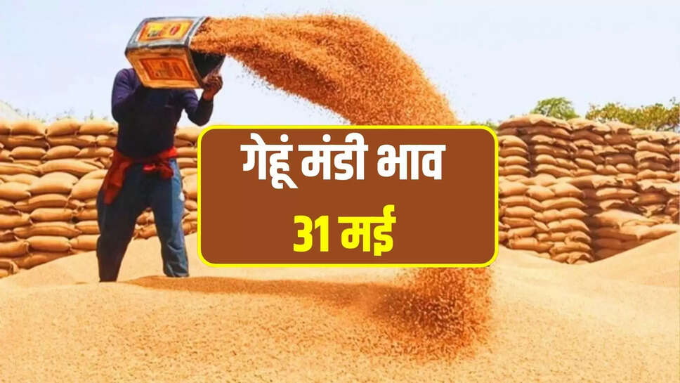gehun Mandi Bhav Today 31 May
