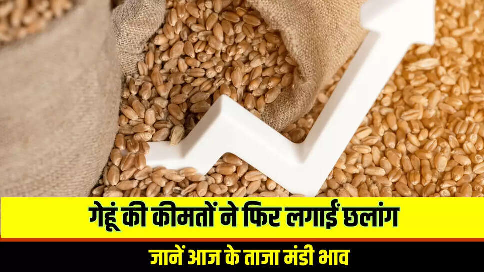Wheat Price Hike : गेहूं की कीमतों ने फिर लगाईं छलांग, जानें आज के ताजा मंडी भाव 