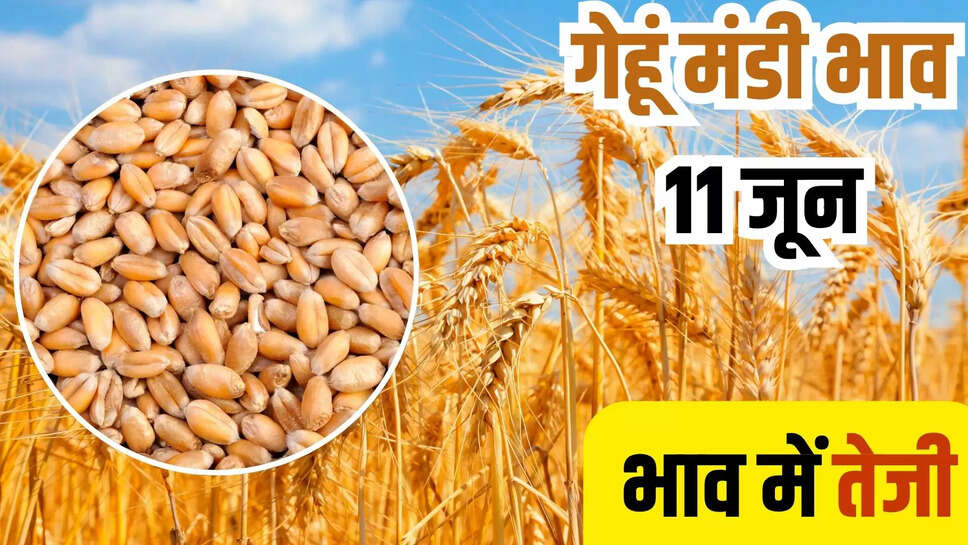 gehun mandi bhav today 11 june
