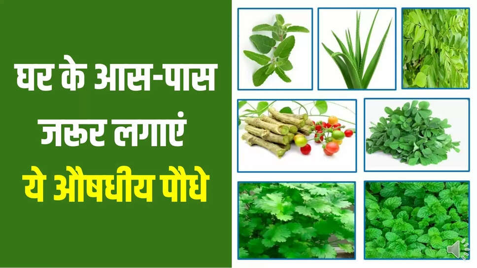 medicinal plants