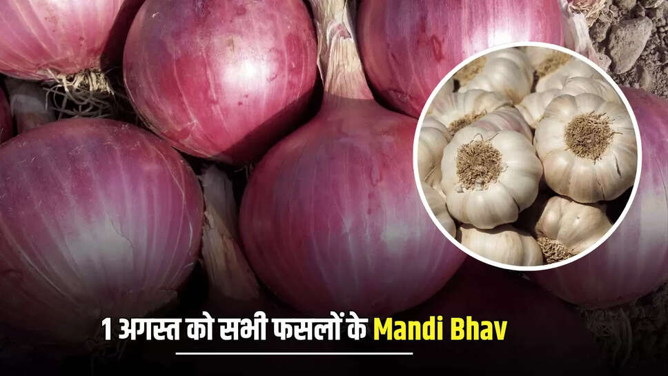 प्याज की कीमतों में फिर गिरावट, लहसुन ने अचानक लगाई छलांग, जाने आज 1 अगस्त को बाकी फसलों के Mandi Bhav
