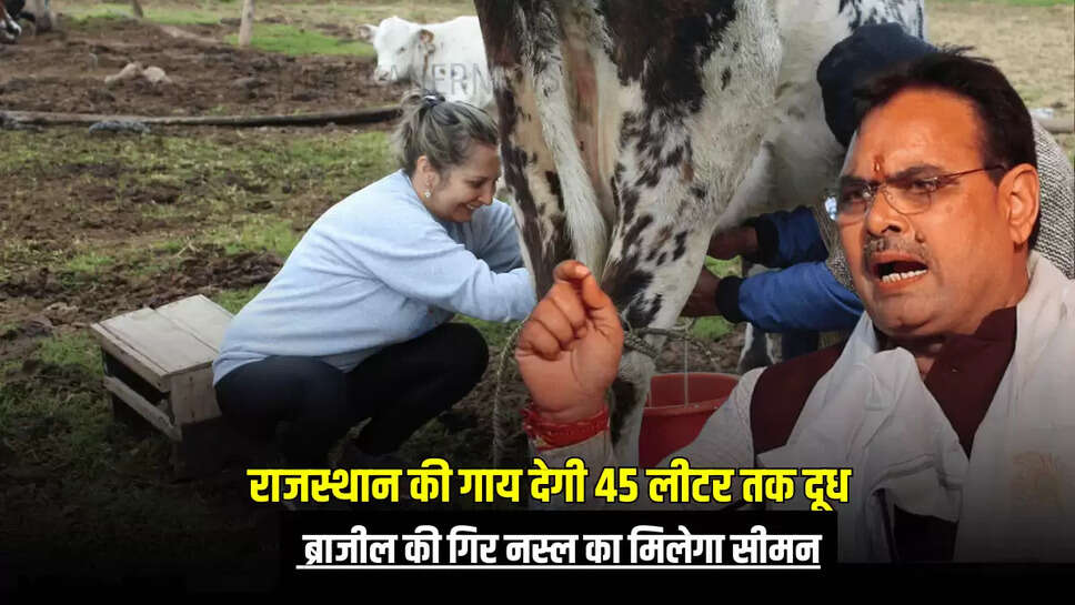  ब्राजील की गिर नस्ल का मिलेगा सीमन