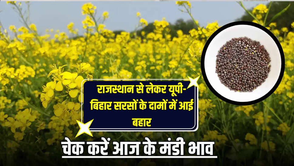 Sarson Mandi Bhav Today 14 June: राजस्थान से लेकर यूपी-बिहार, सरसों के दामों में आई बहार, फटाफट चेक करें आज के मंडी भाव 