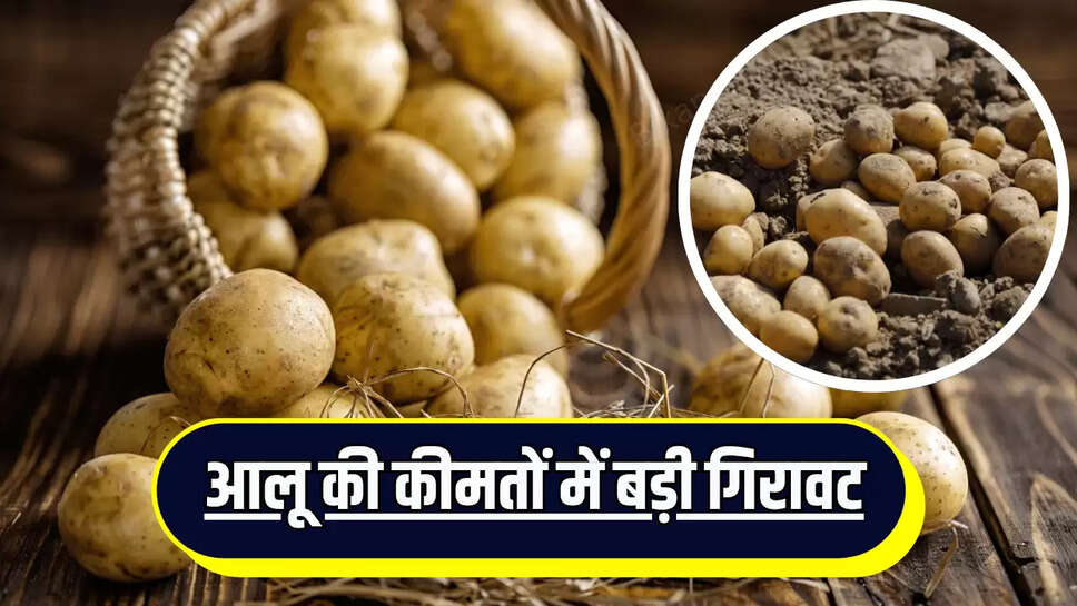  Potato Prices 17 June : आलू की कीमतों में बड़ी गिरावट, जारी हुए आज के ताजा मंडी भाव 