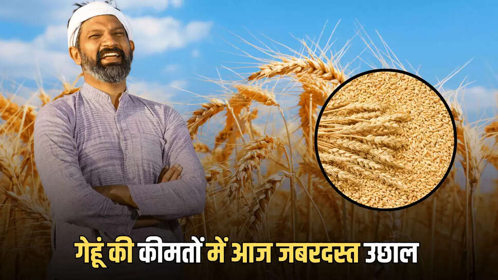 Wheat Price Hike: गेहूं की कीमतों में अचानक आज जबरदस्त उछाल, अब प्रति क्विंटल इस रेट बिक रहा है ब्राउन सोना 