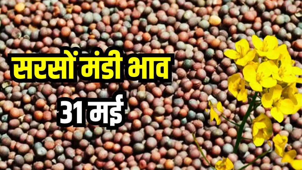 sarson mandi bhav today 31 may