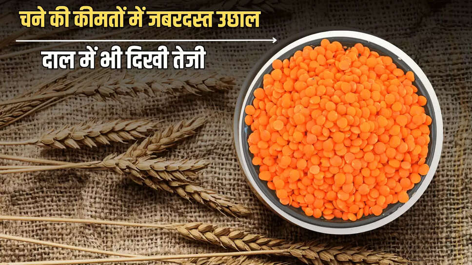 Mandi Bhav 15 July : चने की कीमतों में जबरदस्त उछाल, तुअर , मूंग और मसूर दाल में भी दिखी तेजी, देखें आज के ताजा मंडी भाव 