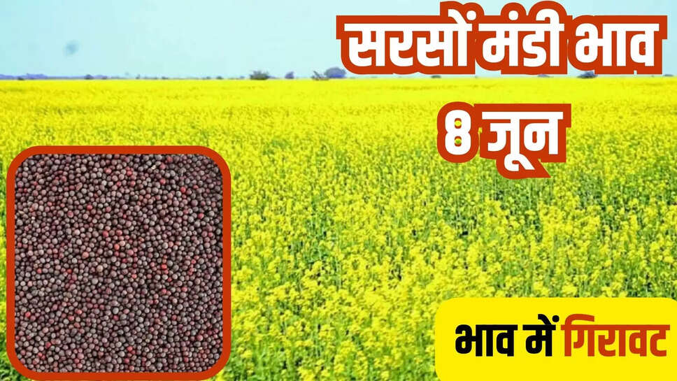 sarson mandi bhav today 8 june