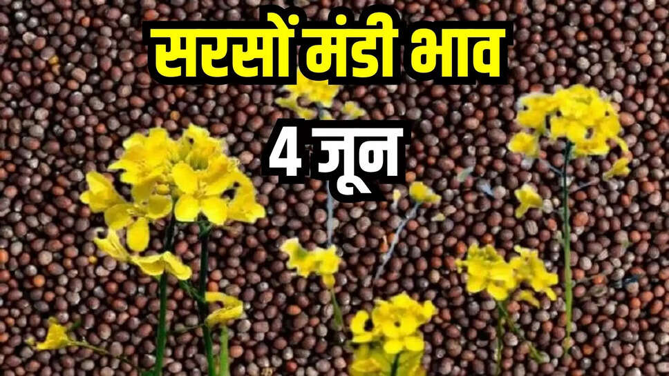 sarson mandi bhav today 4 june