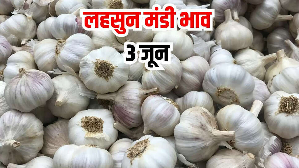 lahsun mandi bhav today 3 june