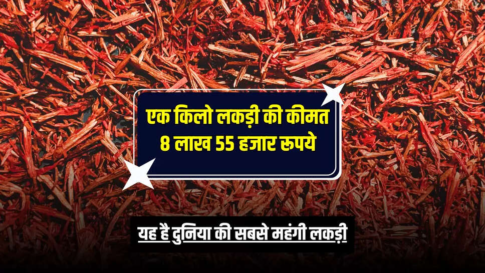Expensive Wood: यह है दुनिया की सबसे महंगी लकड़ी, एक किलो लकड़ी की कीमत 8 लाख 55 हजार रूपये, लकड़ी को तैयार होने में लगते हैं 60 साल