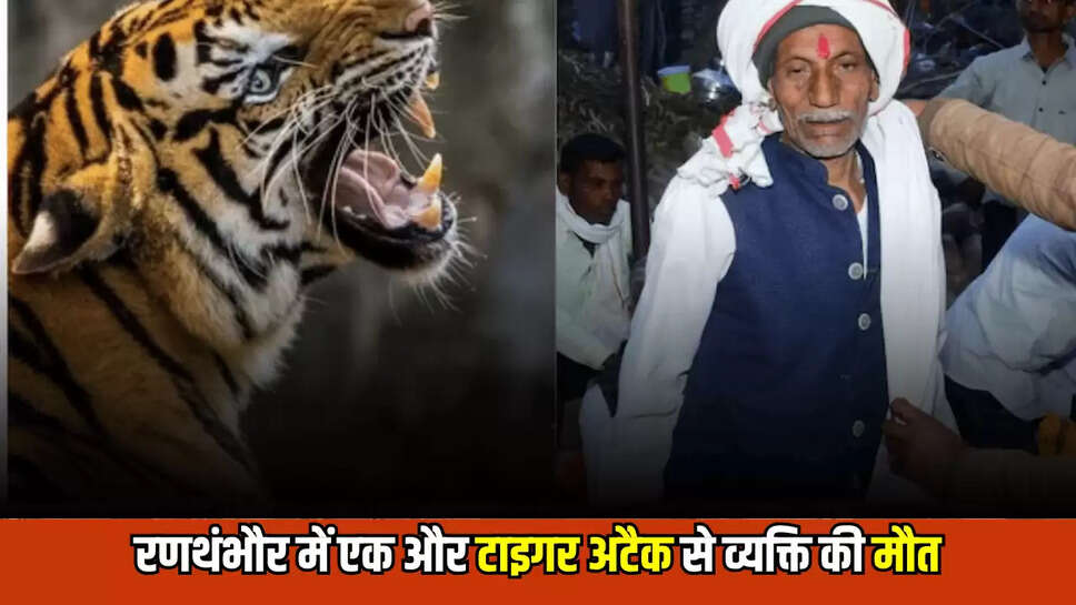 Ranthambore Tiger Attack,Ranthambore,sawai Madhopur,Rajasthan,रणथंभौर बाघ का हमला,रणथंभौर,सवाई माधोपुर,राजस्थान