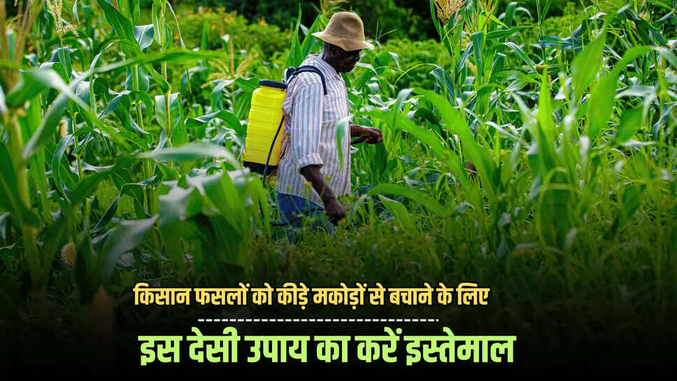 किसान फसलों को कीड़े मकोड़ों से बचाने के लिए इस देसी उपाय का करें इस्तेमाल