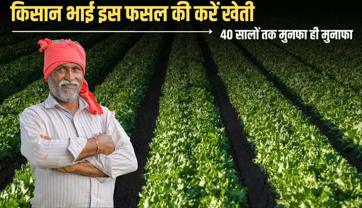 Businesss Idea : किसान भाई इस फसल की करें खेती, 40 सालों तक मुनफा ही मुनाफा, सरकार भी दे रही है साहयता 
