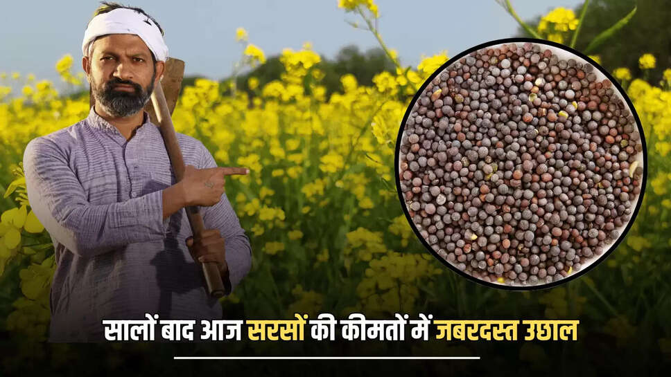 Mustred Price Hike : सालों बाद आज सरसों की कीमतों में आया जबरदस्त उछाल, जानें प्रति क्विंटल के मंडी रेट 