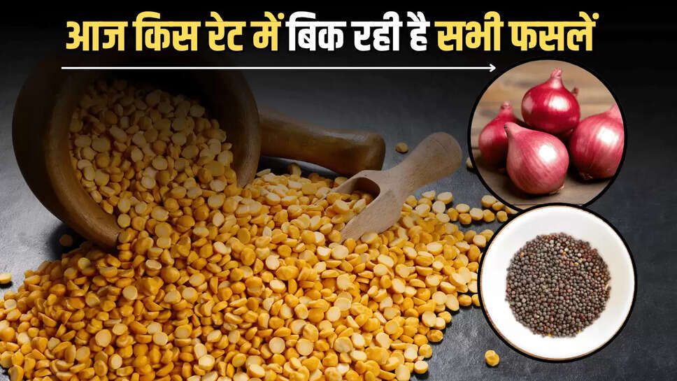 Today mandi bhav : मेथी, चना, गेहूं, समेत इन फसलों में फिर दिखा उछाल, जानें आज किस रेट में बिक रही है सभी फसलें 