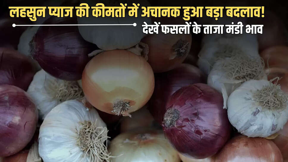 Onion Garlic Price Today : लहसुन प्याज की कीमतों में अचानक हुआ बड़ा बदलाव! देखें फसलों के ताजा मंडी भाव