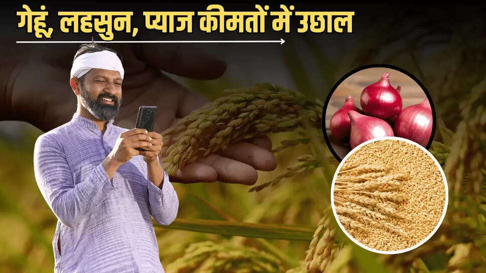13 जुलाई को गेहूं, लहसुन, प्याज कीमतों में उछाल, जानें सरसों, सोयाबीन समेत सभी फसलों के Mandi Bhav