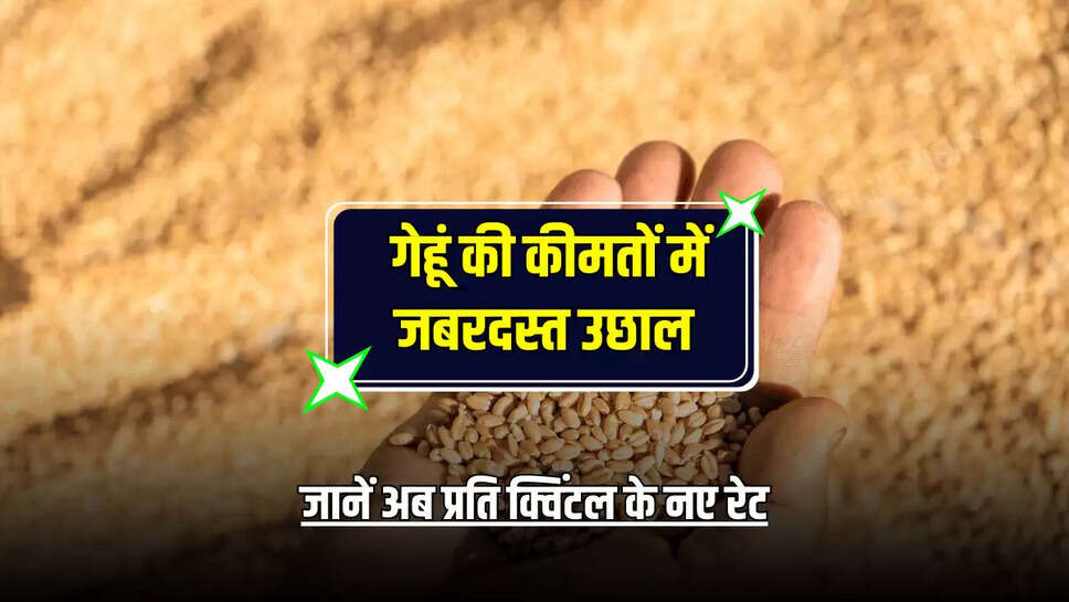 Wheat Price Hike: गेहूं की कीमतों में जबरदस्त उछाल, जानें अब प्रति क्विंटल के नए रेट 