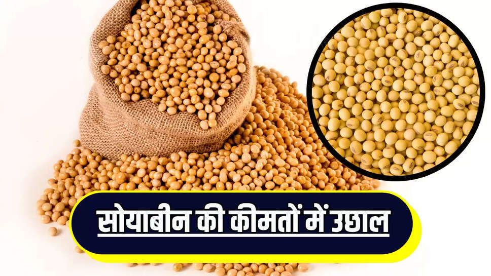Soybean Mandi Bhav : किसानों के खिले चेहरे, सोयाबीन की कीमतों में उछाल, जानें 17 जून के ताजा मंडी भाव 