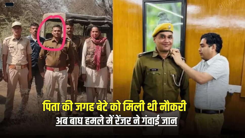 Rajasthan News : पिता की जगह बेटे को मिली थी नौकरी, अब बाघ हमले में रेंजर ने गंवाई जान; आज ही ज्वाइन की थी ड्यूटी