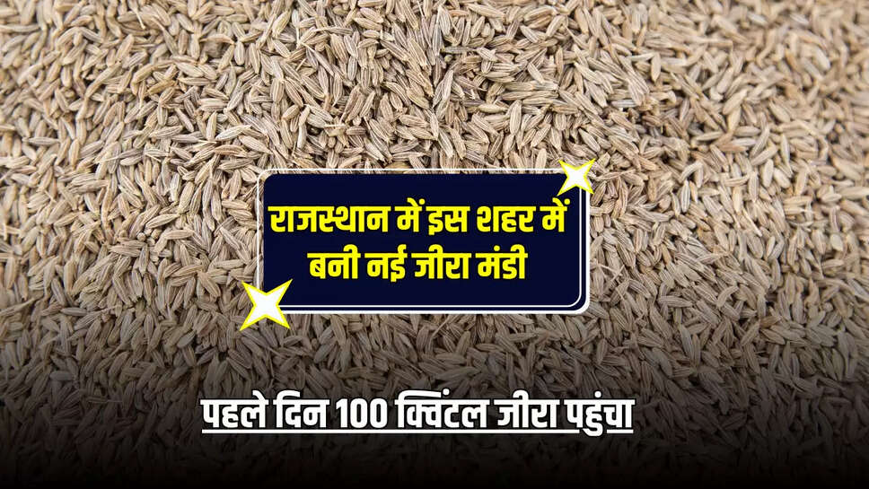 राजस्थान में इस शहर में बनी नई जीरा मंडी, पहले दिन 100 क्विंटल जीरा पहुंचा