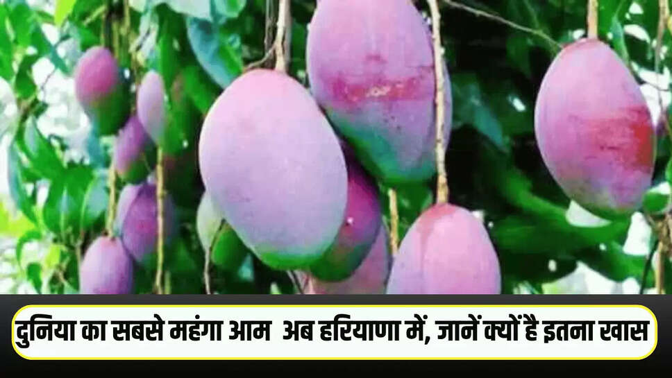 World Most Expensive Mango: